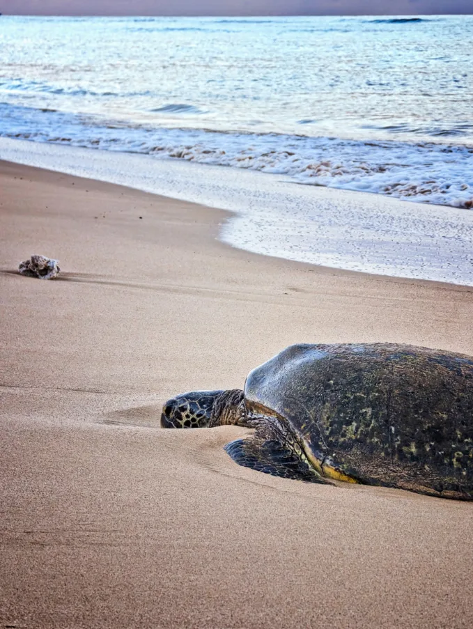 Honu Hawaiian Green Sea Turtle on Lipoa Beach Kihei Maui Hawaii 6
