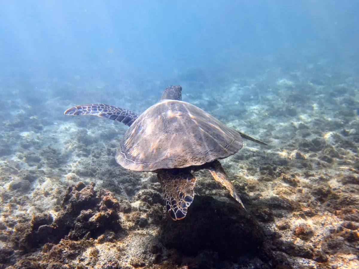 Honu Hawaiian Green Sea Turtle while snorkeling at Olowalu Beach Maui Hawaii 6