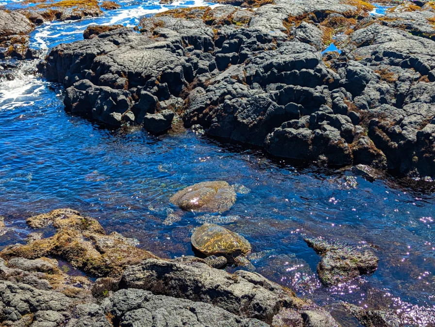 Honu Hawaiian Green Sea Turtles in Lava Rock Tidepools at Punaluu Black Sand Beach South Shore Big Island Hawaii 2