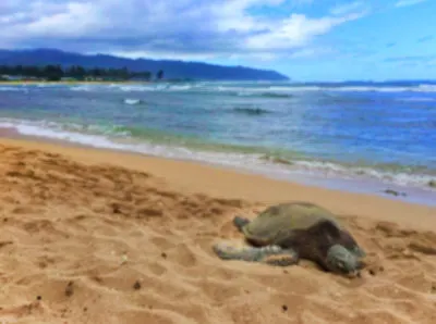 Honu on beach at Laniakea Beach North Shore Oahu Hawaii 1