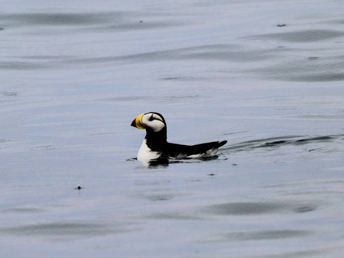 Horned Puffin in Prince William Sound from Stan Stephens Wildlife and Glacier Cruises Valdez Alaska