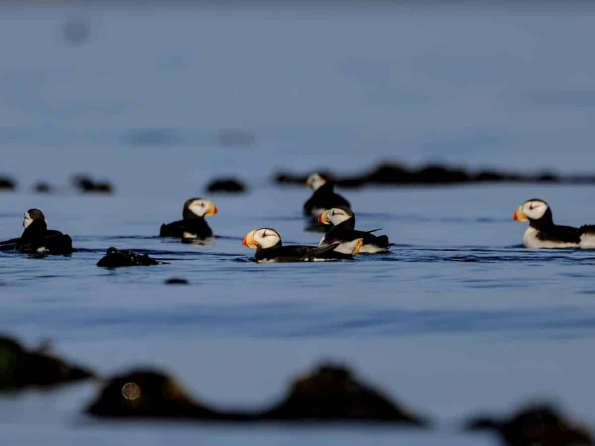 Horned Puffins with Kayaking Kodiak Alaska 3
