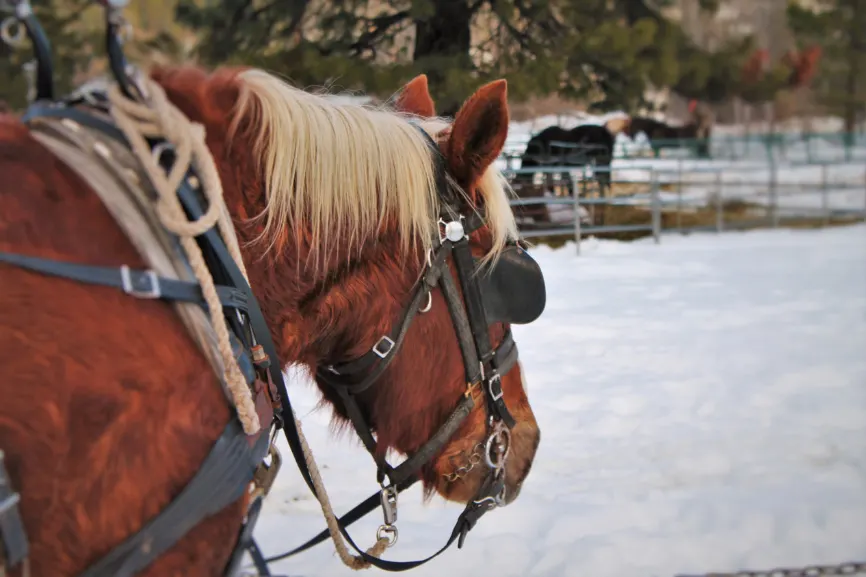 Horse at Sleigh Ride in Snow in Leavenworth WA 1