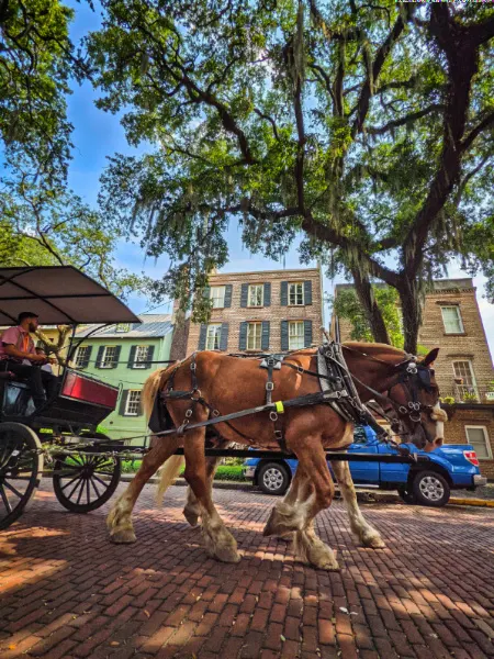 Horsedrawn Carriage in Historic District Savannah Georgia 1