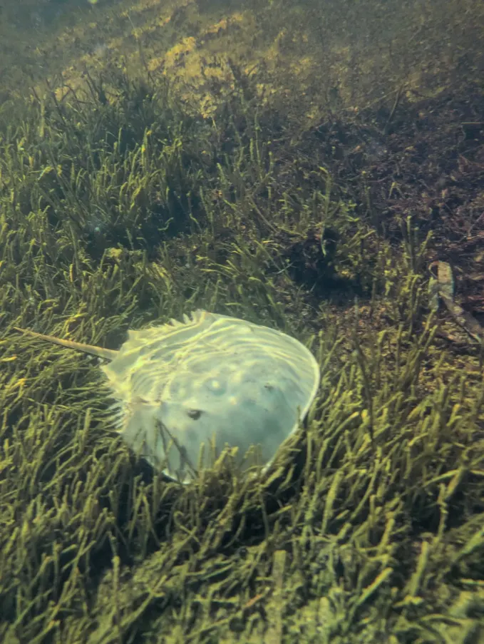 Horseshoe Crab at Grassy Flats Marathon Florida Keys 1