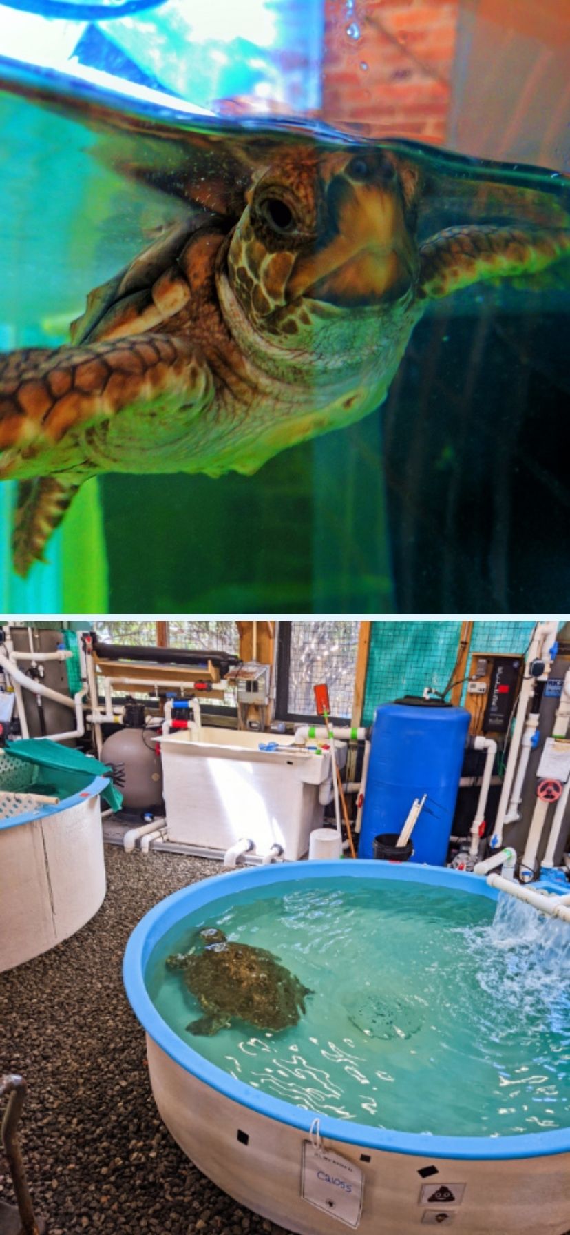 Georgia Sea Turtle Center Hydrapeak 40oz Handle – Jekyll Island Online Store