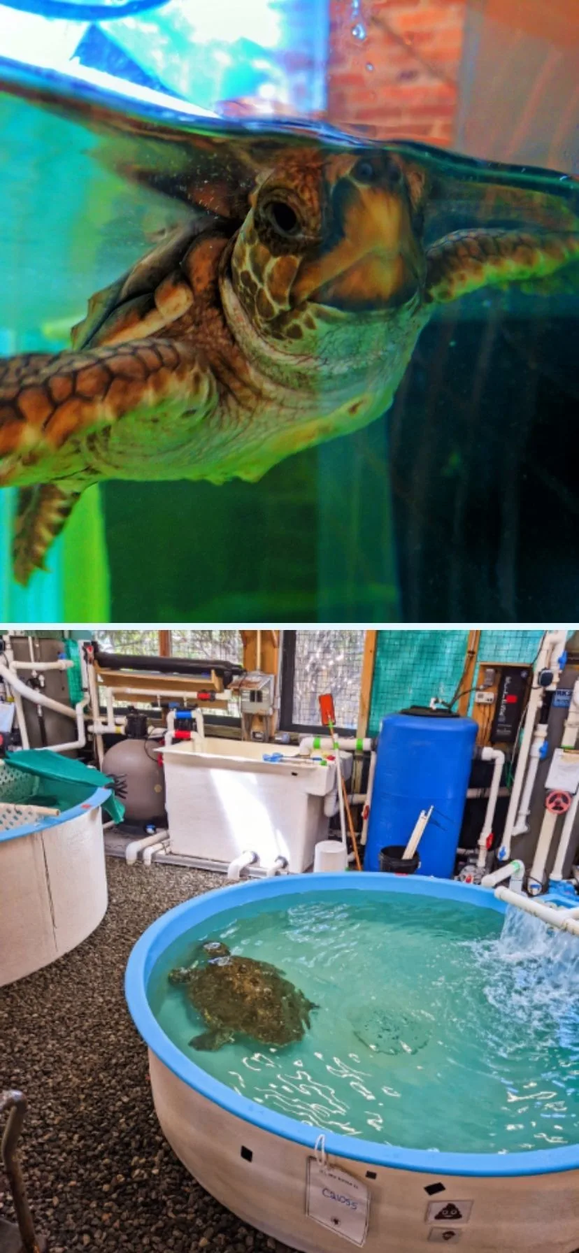 Hospital Area of Georgia Sea Turtle Center Jekyll Island