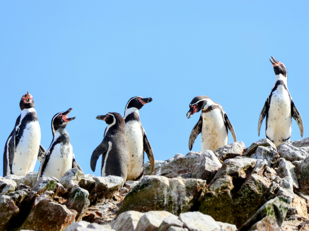 Humboldt Penguins at Ballestas Islands Paracas National Reserve Ica Peru 1
