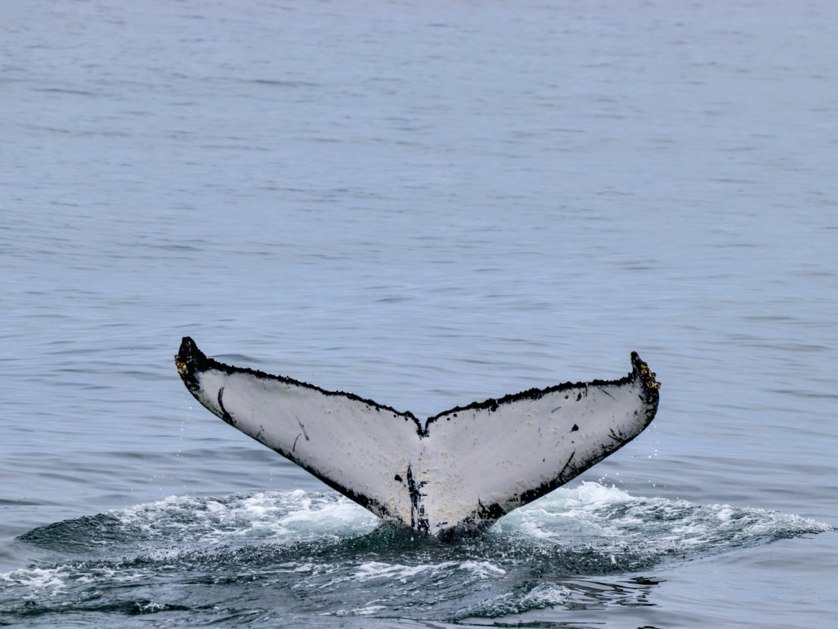 Humpback Whale Fluke in Casco Bay on cruise from Boothbay Harbor MidCoast Maine 1