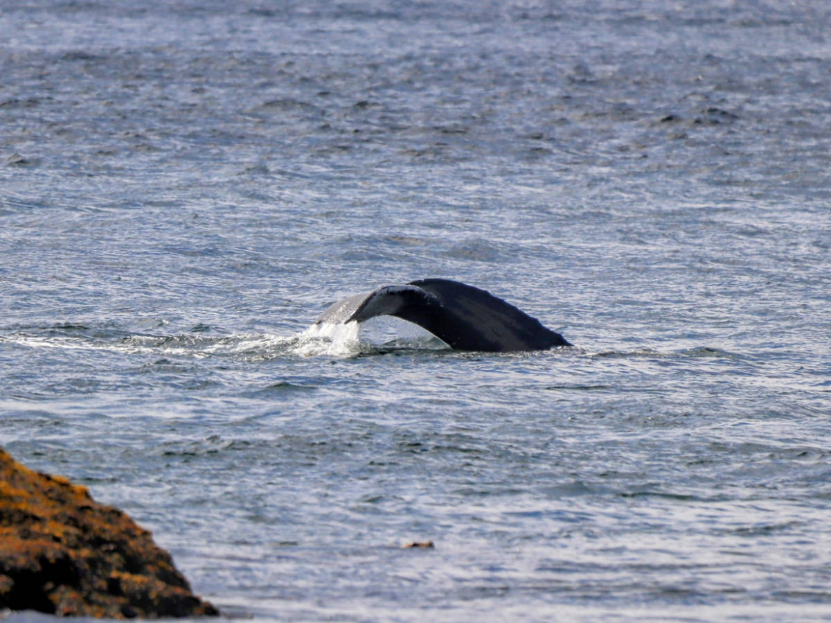 Humpback Whale Fluke from Mist Cove with the Boat Company Southeast Alaska