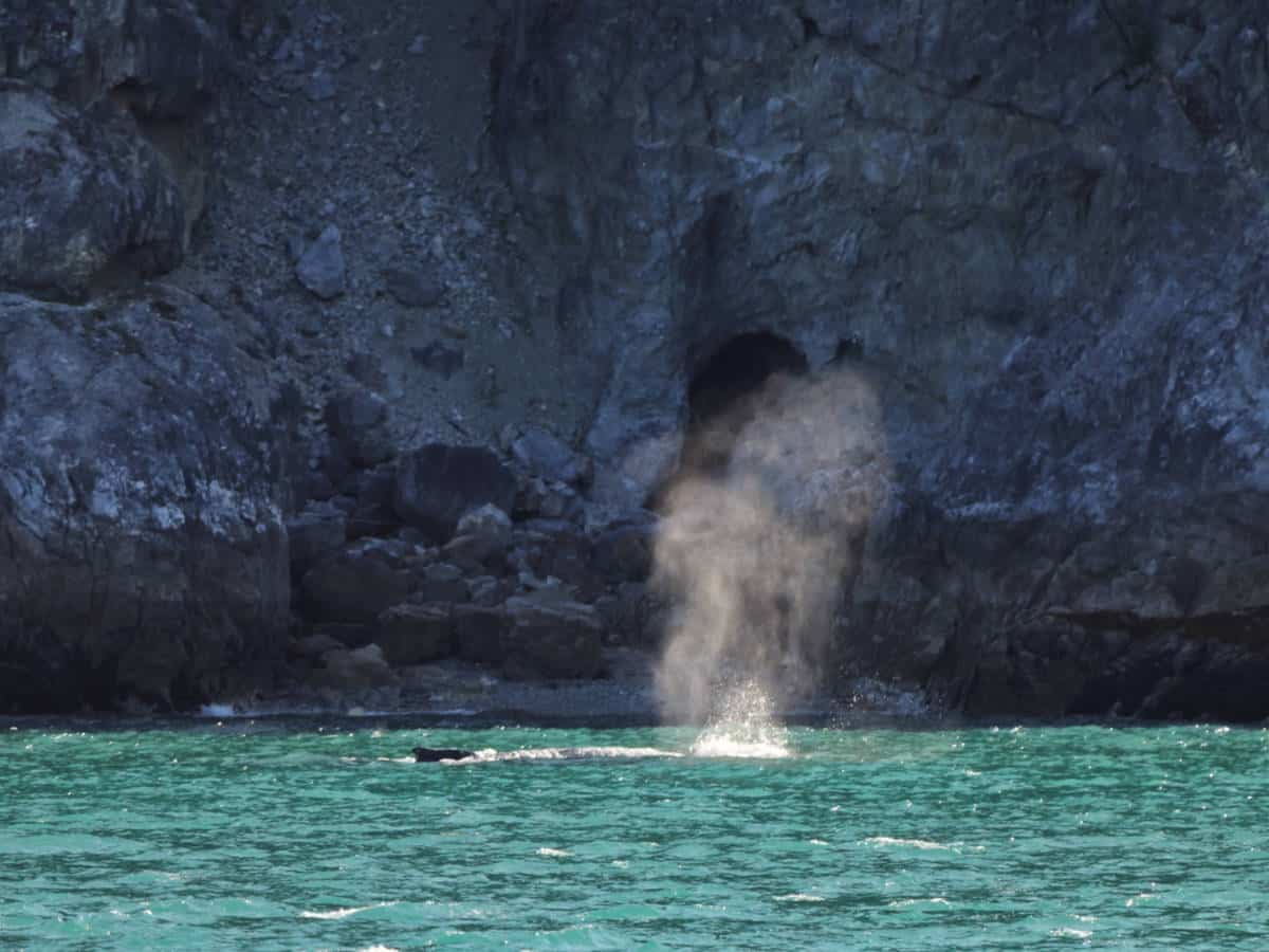 Humpback Whale Spout in Glacier Bay National Park Alaska 1