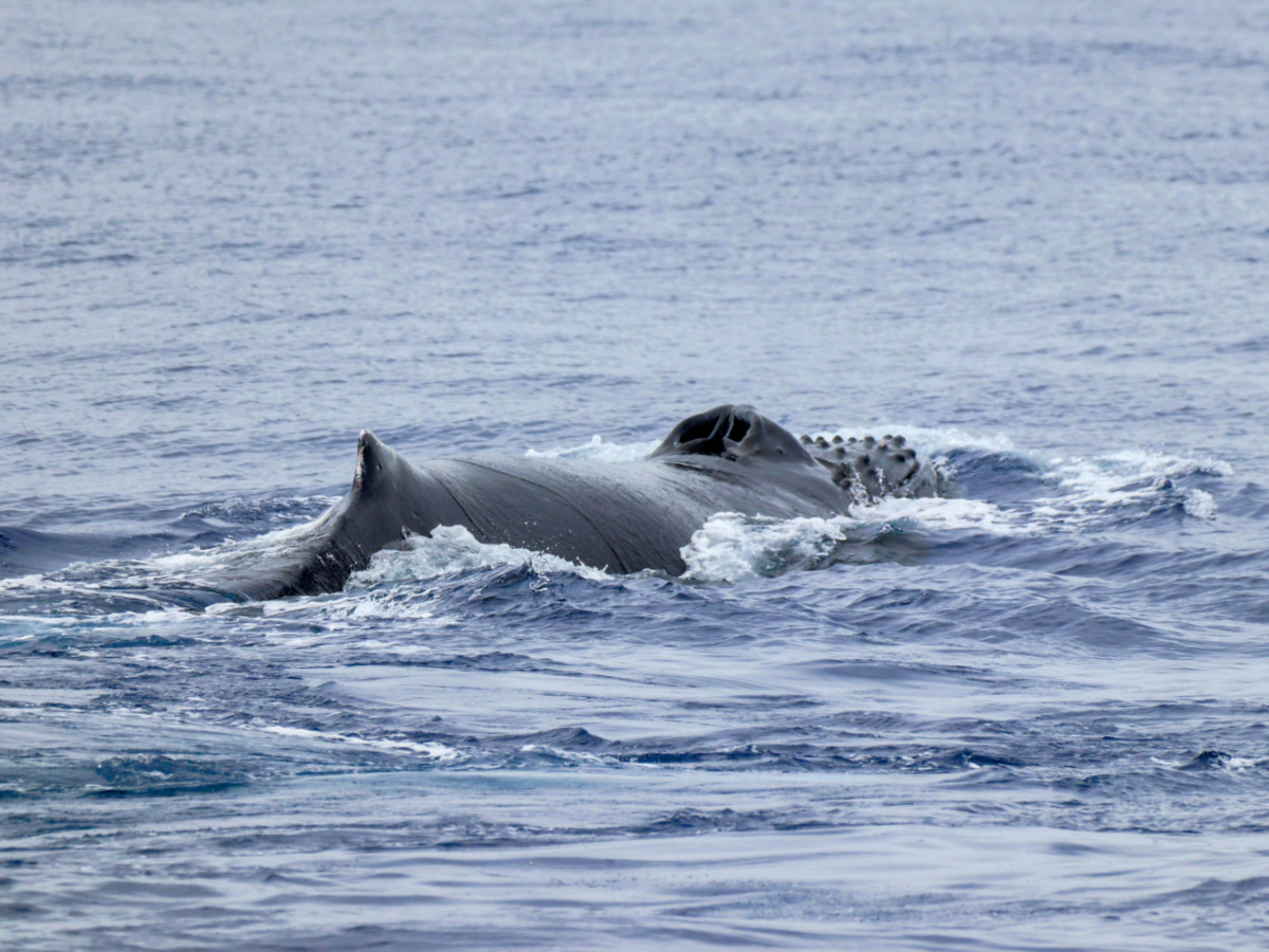 Humpback Whale breaking surface off North Shore of Molokai from UnCruise Safari Explorer Hawaii 9