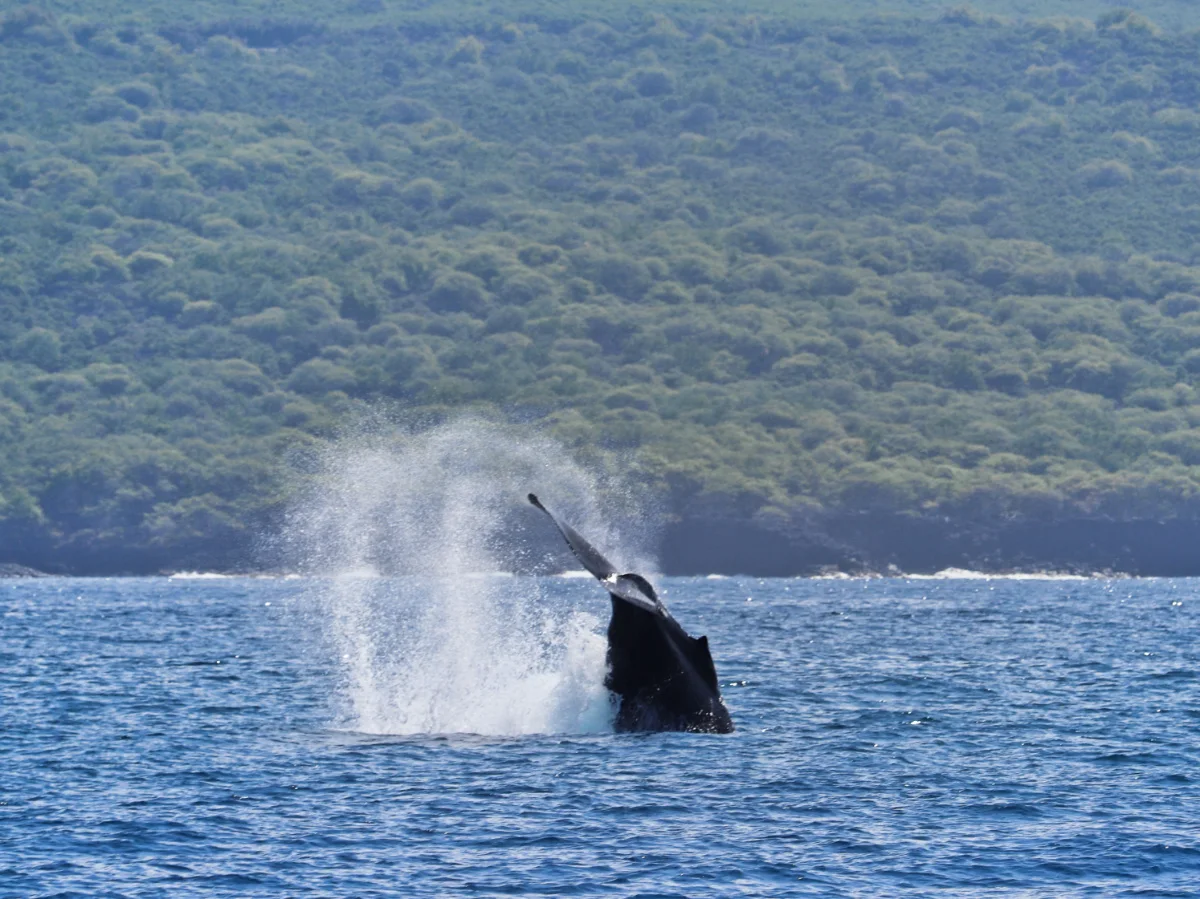 Humpback Whale from Body Glove Hawaii Super Raft Kailua Kona Big Island 2