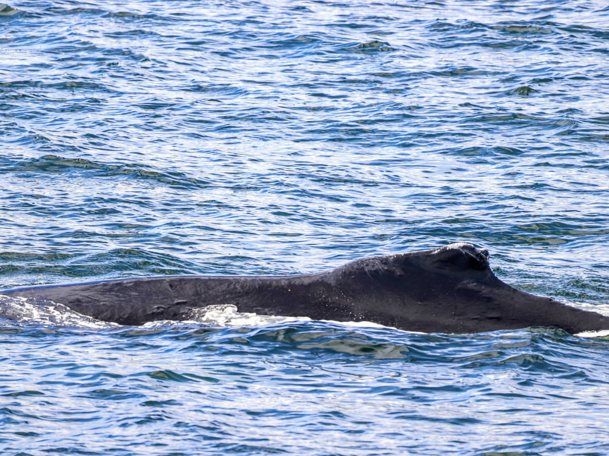 Humpback Whale hump from Mist Cove with the Boat Company Southeast Alaska 1