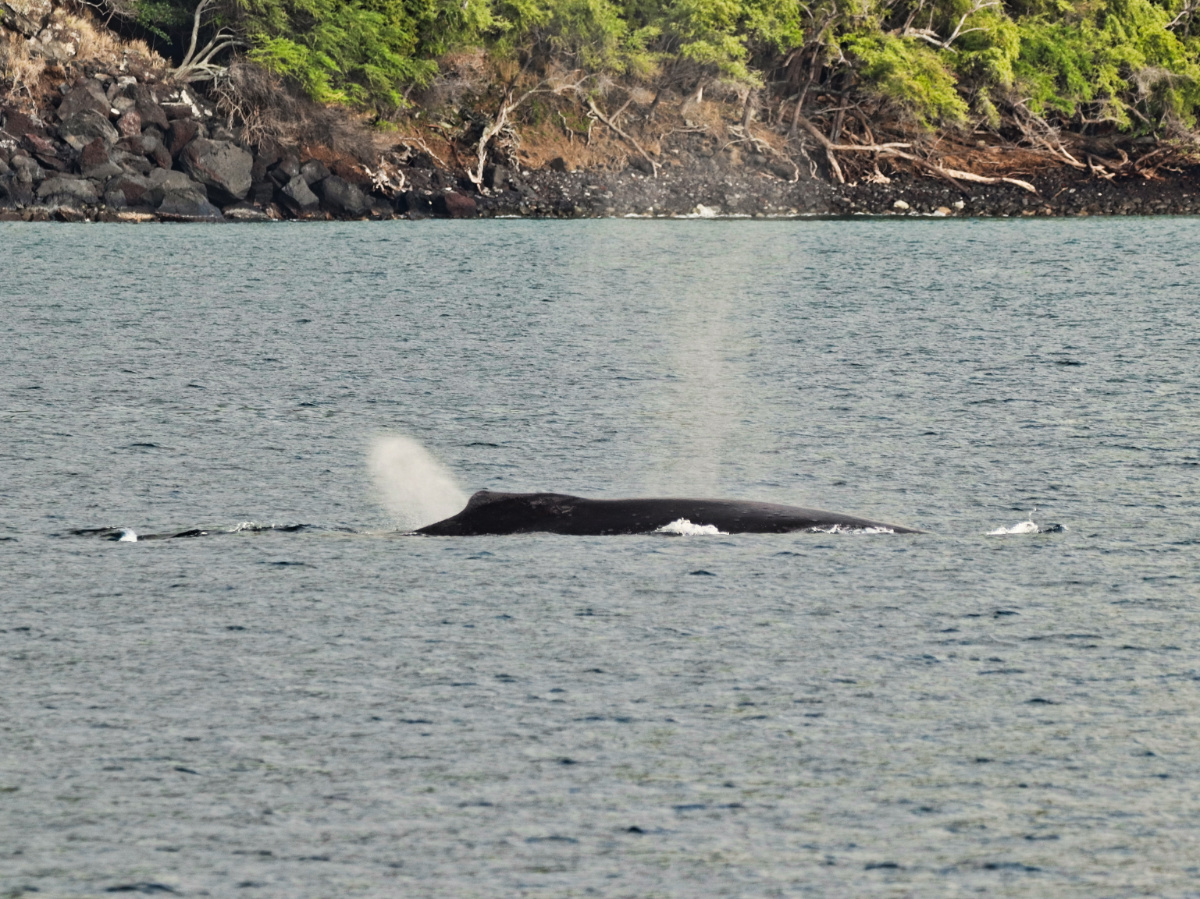 Humpback Whale in Kealakekua Bay from Body Glove Hawaii Historic Dinner Cruise Kailua Kona Big Island Hawaii 1