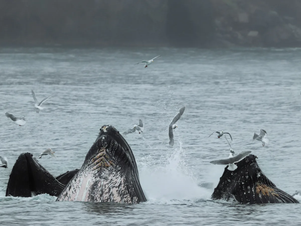 Humpback Whales Bubble Net Feeding in Kenai Fjords National Park Alaska 1