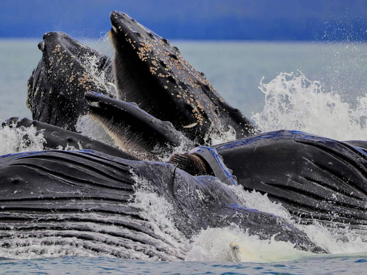 Humpback Whales bubble net feeding with Harv and Marvs Whale Watching Juneau Alaska 1