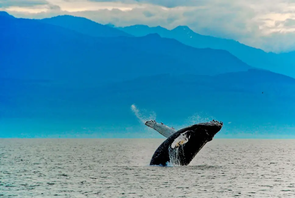 Humpback whale breach off Friday Harbor San Juan Islands