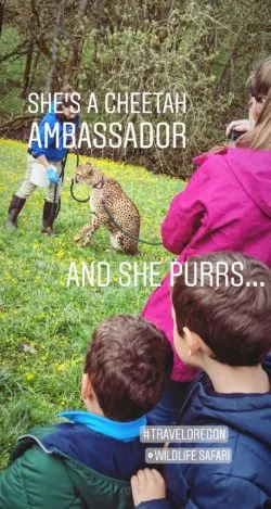 Wildlife Safari Roseburg Oregon IG story