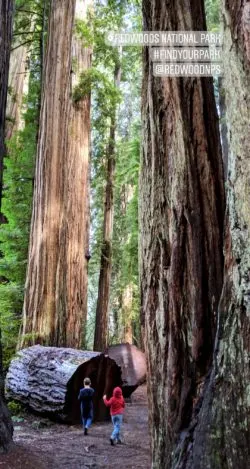 Jeddadiah Smith Redwoods National Park IG story