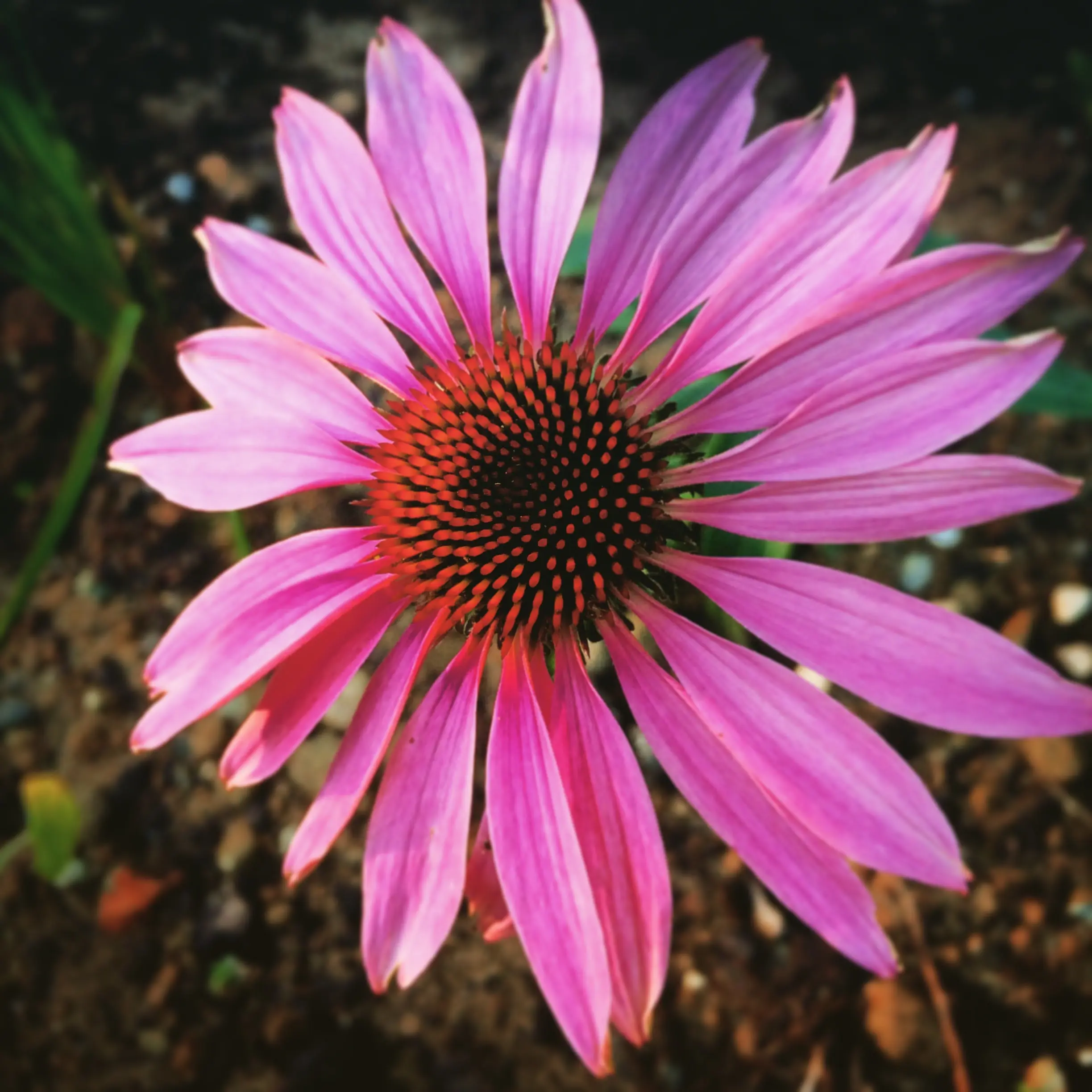 Cone Flower Echinacea in Garden Suquamish WA