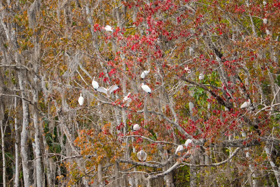 Ibises and Fall Colors on Silver River Silver Springs State Park Ocala Florida 1
