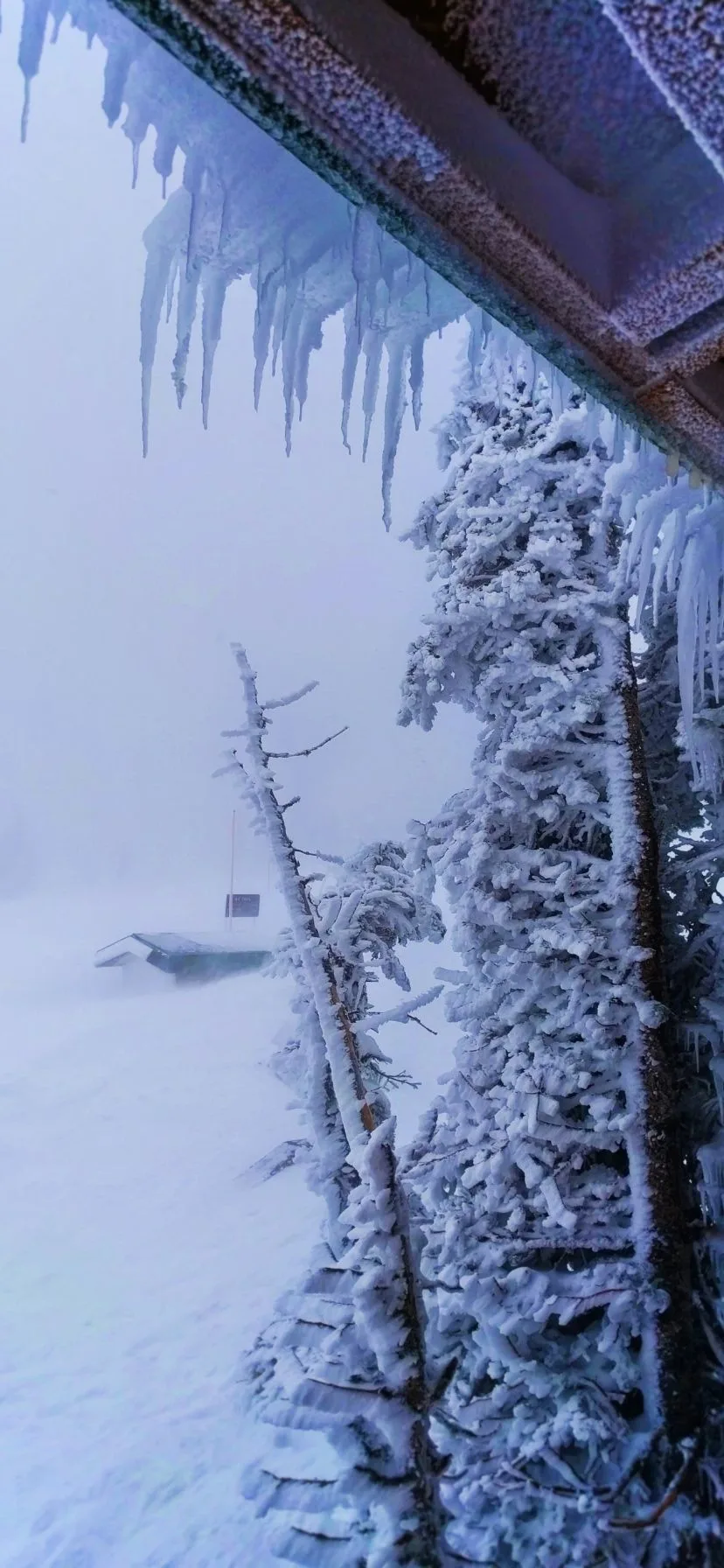 Icicles at Hurricane Ridge Olympic National Park