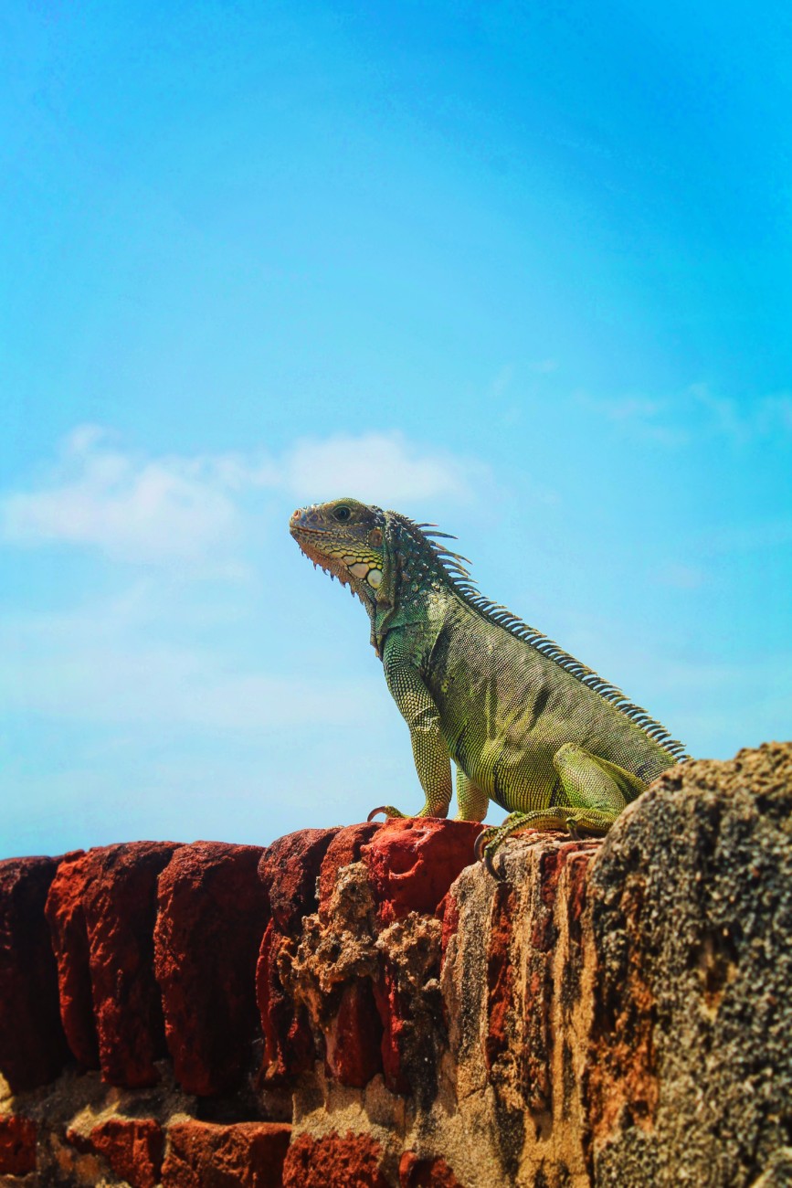 Iguana at El Morro Old San Juan National Historic Site Puerto Rico 3