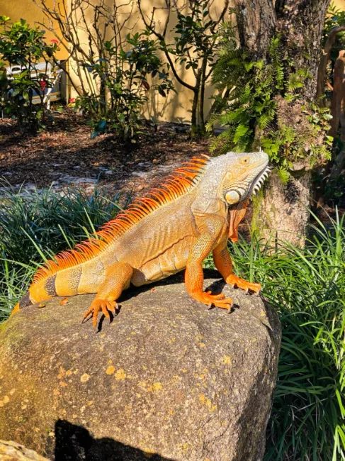 Iguana at Morikami Museum and Japanese Gardens Delray Beach Palm Beach County Florida 1