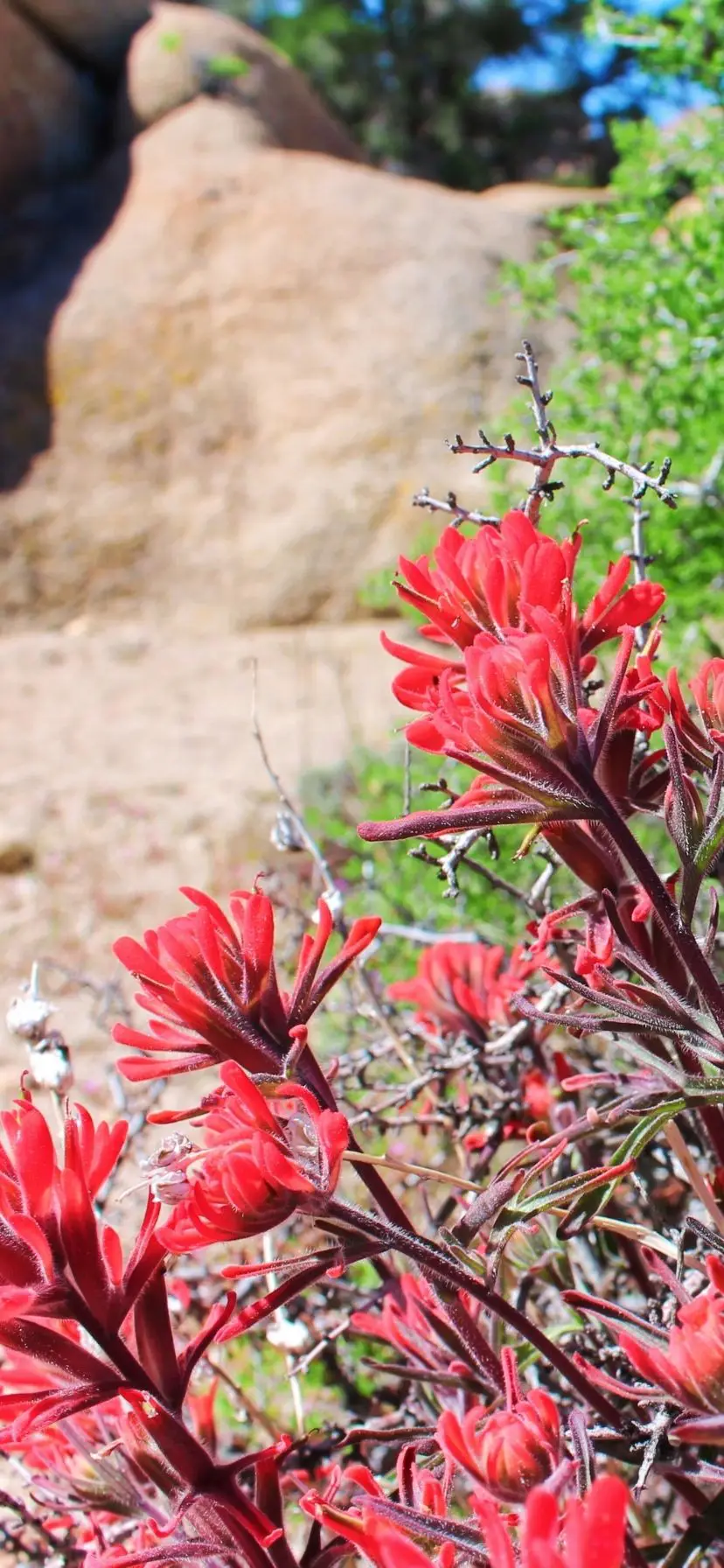 Indian Paintbrush at Joshua Tree National Park Super Bloom