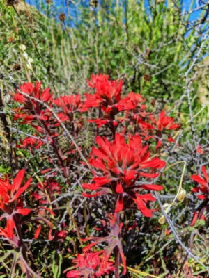 Indian Paintbrush in superbloom Joshua Tree National Park California 1