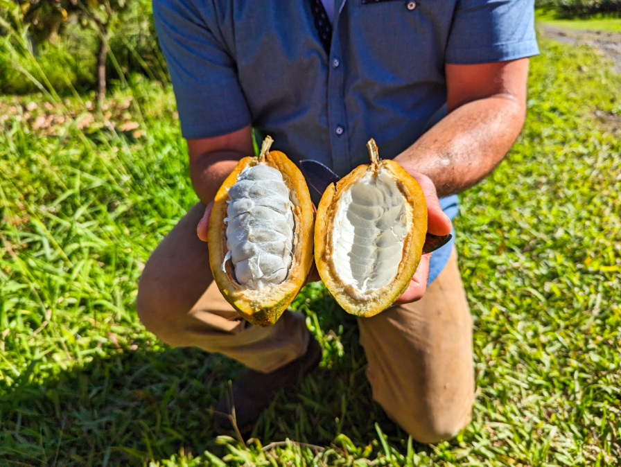 Inside of Cacao bean on Tree to Chocolate Tour at Lavaloha Cacao Farm Hilo Big Island Hawaii 1
