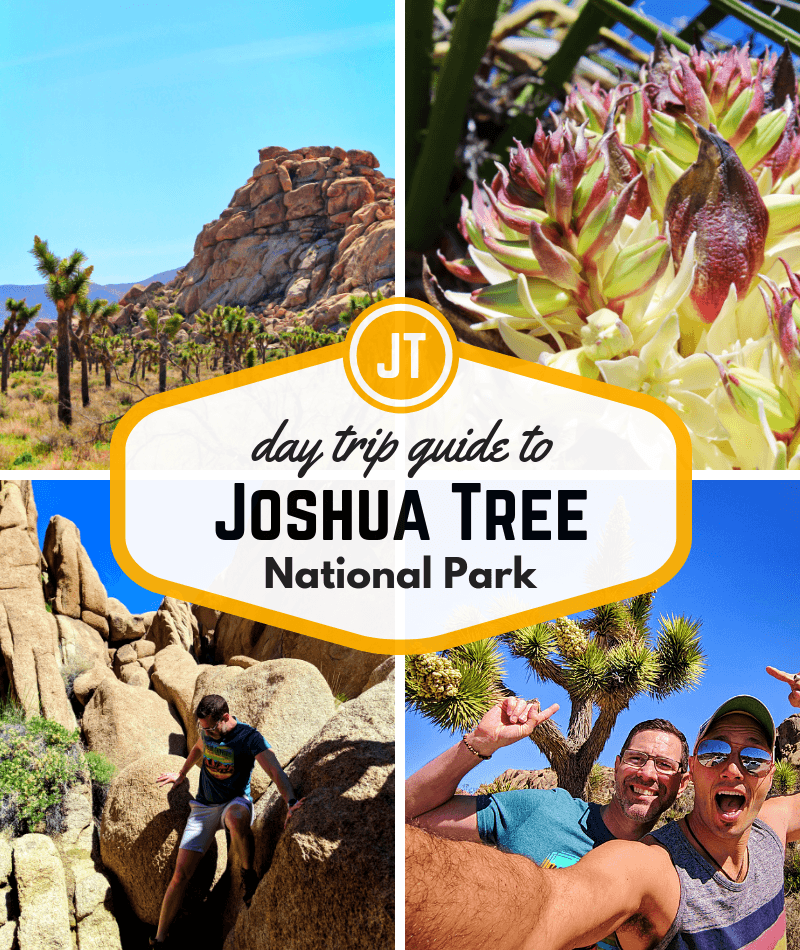 A Joshua Tree day trip is a fun, unique Southern California adventure. From hikes and bouldering to exploring oases, there's something for everyone. Bonus: super bloom info!