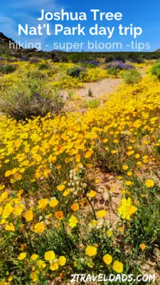 A Joshua Tree day trip is a fun, unique Southern California adventure. From hikes and bouldering to exploring oases, there's something for everyone. Bonus: super bloom info!