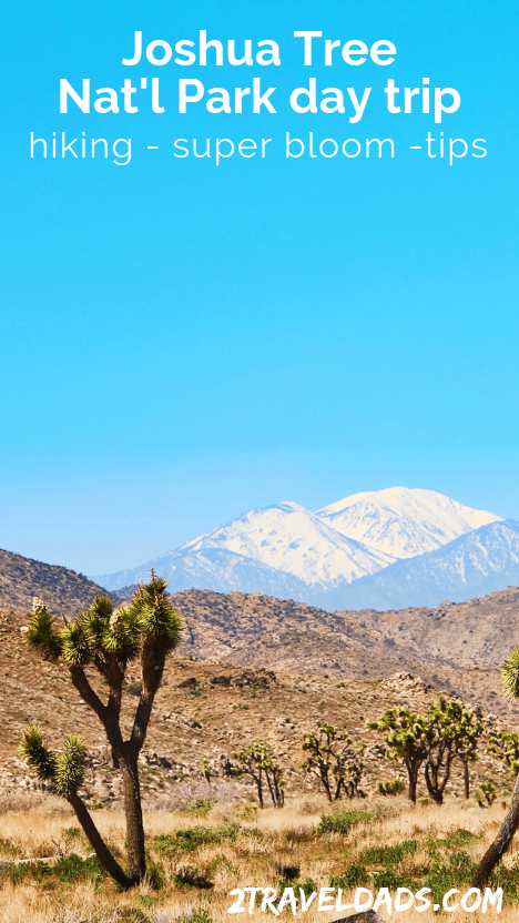 A Joshua Tree day trip is a fun, unique Southern California adventure. From hikes and bouldering to exploring oases, there's something for everyone. Bonus: super bloom info!