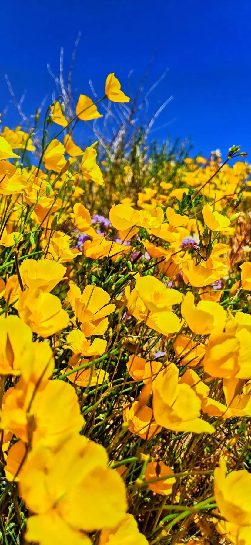 Joshua Tree National Park Super Bloom