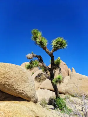 Joshua Tree growing at Live Oak Joshua Tree National Park California 2