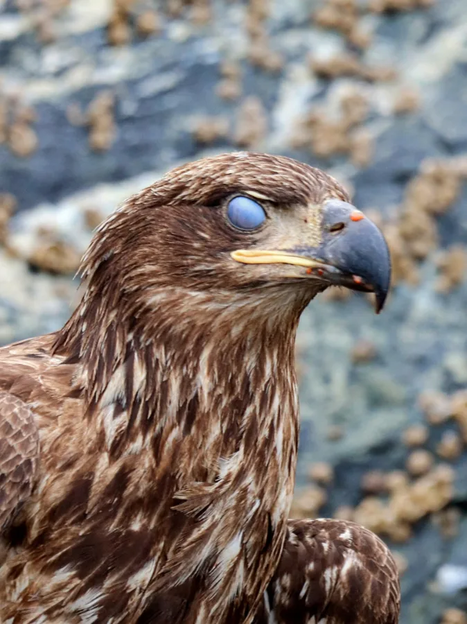 Juvenile Bald Eagle in Inian Island UnCruise Wilderness Legacy Inside Passage Alaska 5