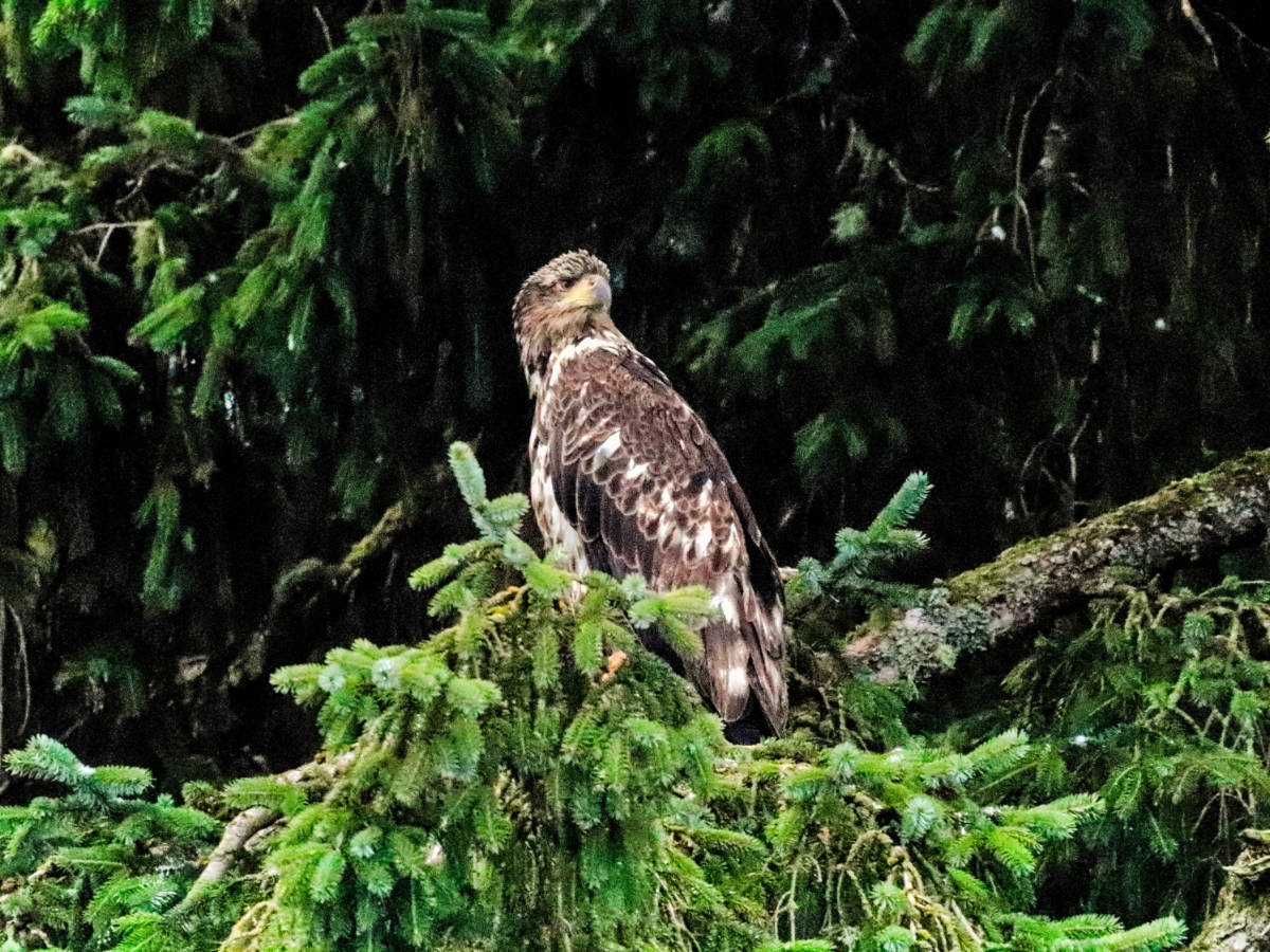 Juvenile Bald Eagle in Skagway Alaska 2