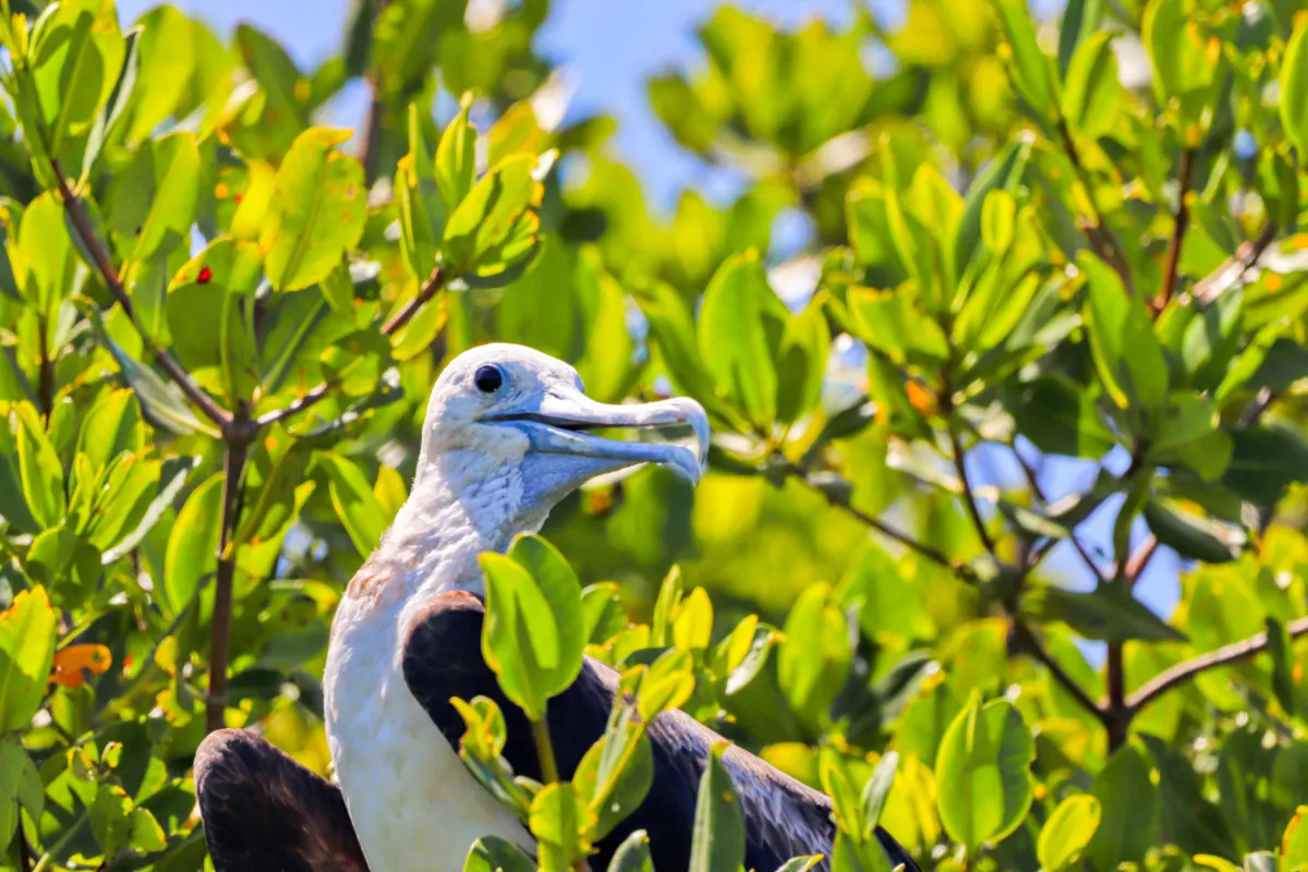 Juvenile Frigate Bird in Key West National Wildlife Refuge Florida Keys 2