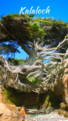 Kalaloch at Olympic National Park is one of the most unique and beautiful areas on the Washington coast. Long stretches of beach, epic old growth trees, and diverse camping experiences make it a great PNW getaway. #camping #olympicnp #washington