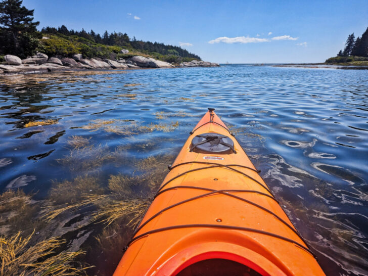 Kayak and Kelp while kayaking St George MidCoast Maine 1