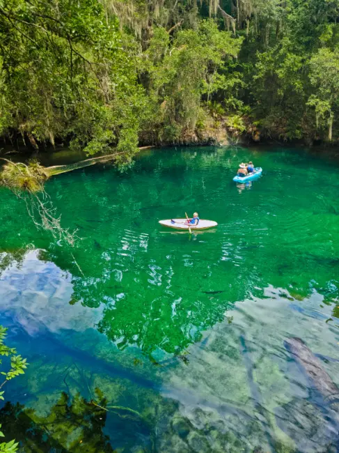 Manatees at Blue Spring State Park