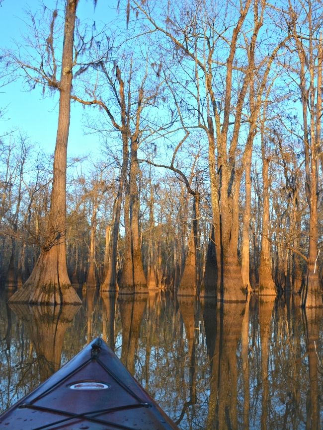 Kayaking-in-Cypress-Swamp-at-Caddo-Lake-State-Park-in-Texas