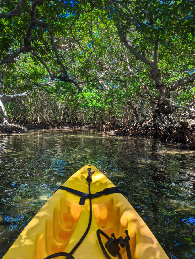 Kayaking in mangroves with Key West Eco Tours at Key West National Wildlife Refuge Florida Keys 1