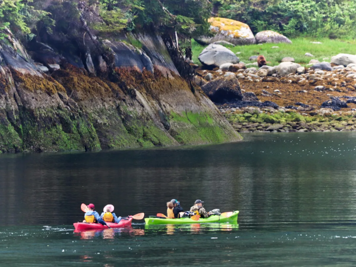 Kayaking with Alaskan Brown Bear in Takatz Bay UnCruise Wilderness Ledgacy Alaska 1