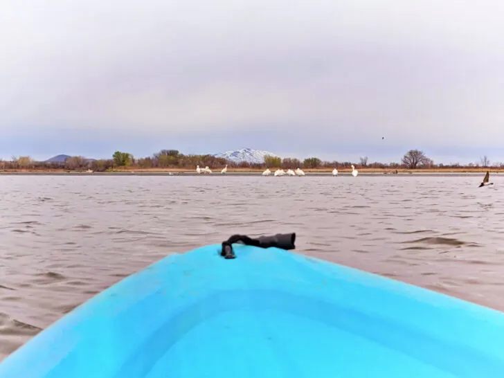Kayaking with North American Pelicans on Yakima River Pasco Tri Cities Washington 1