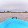 Kayaking with North American Pelicans on Yakima River Pasco Tri Cities Washington 1