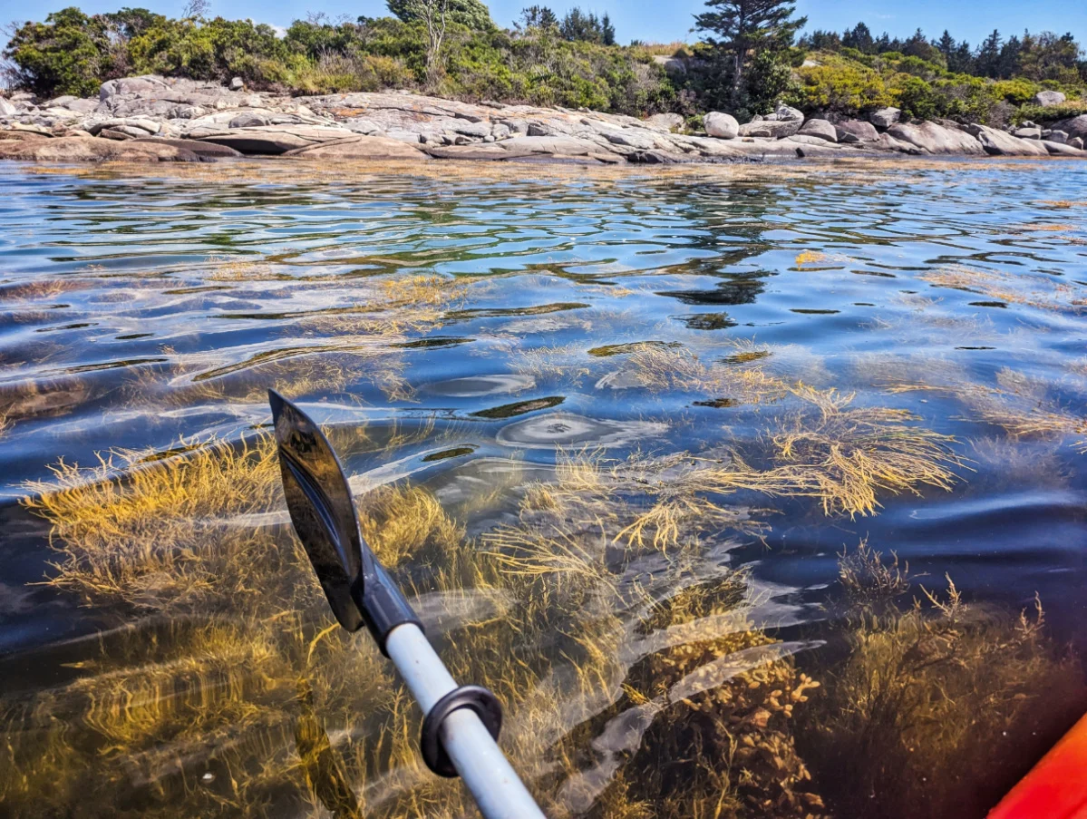 Kelp while kayaking St George MidCoast Maine 3