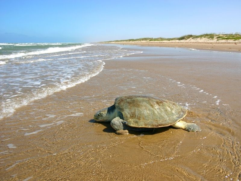 Kemps-Ridley-Sea-Turtle-on-South-Padre-Island-National-Seashore-Texas